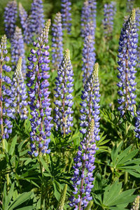 Close-up of purple flowering plants