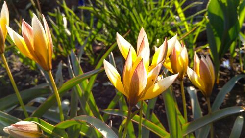 Close-up of yellow crocus blooming on field