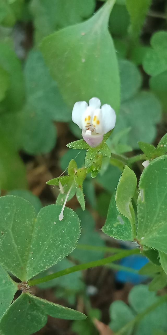 plant, leaf, plant part, flower, flowering plant, growth, beauty in nature, freshness, nature, close-up, green, fragility, no people, petal, flower head, produce, inflorescence, day, outdoors, white, springtime, shrub, wildflower, botany, focus on foreground, water