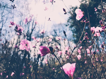 Close-up of pink cherry blossoms in forest