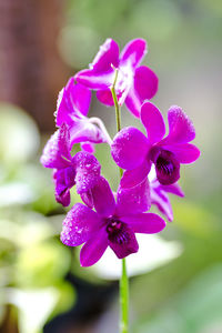 Close-up of pink flowering plant