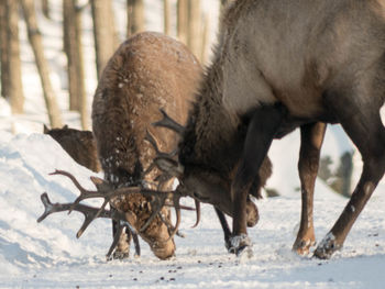 Deers on field during winter
