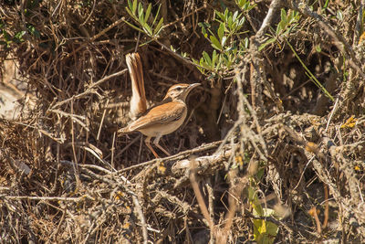 Bird perching on a field