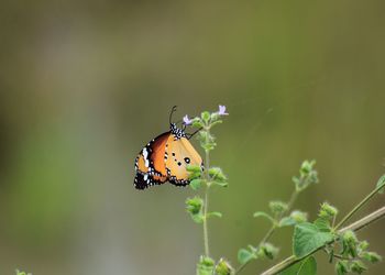 Close-up of butterfly pollinating flower