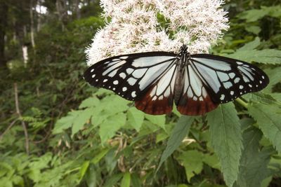 Close-up of butterfly pollinating on flower