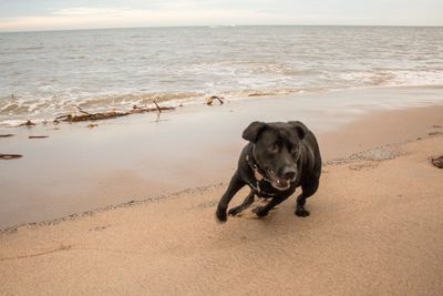 Dog on beach