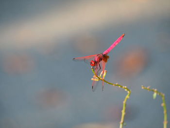 Close-up of dragonfly flying