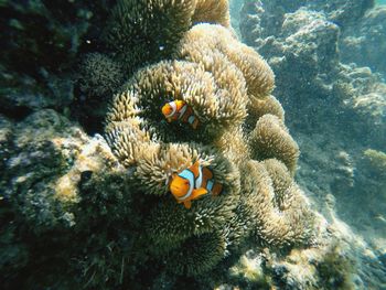 Fish swimming in sea