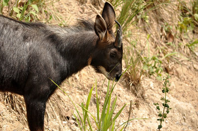 Side view of a horse on field