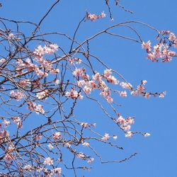 Low angle view of cherry blossom tree against blue sky