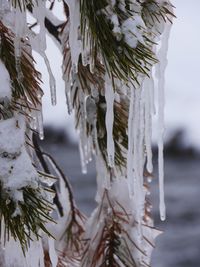 Close-up of icicles on tree branch