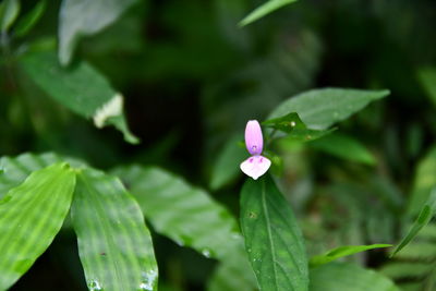 Close-up of purple flowering plant