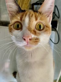 Close-up portrait of cat looking at camera