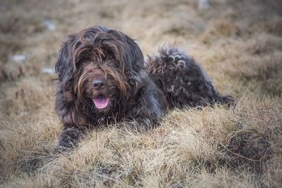 Close-up of a dog on field