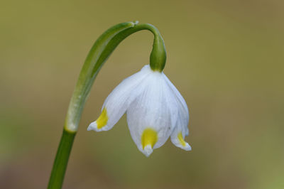 Close-up of white flowering plant