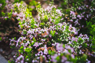 Close-up of purple flowering plants on field