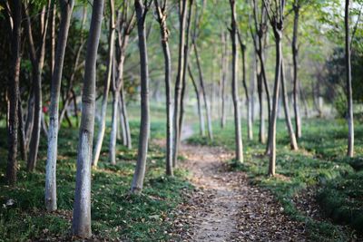 Trees growing in forest