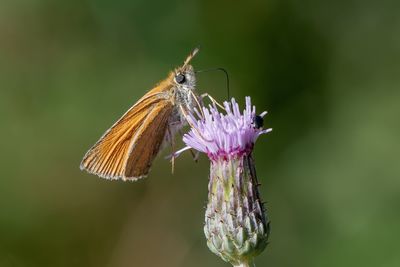 Close-up of butterfly pollinating on purple flower