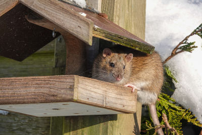 Close-up of rat on garden 