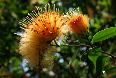 Close-up of flower growing outdoors