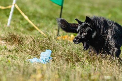 Dog catching lure in the green field on lure coursing competition