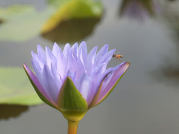 Close-up of purple water lily in lake