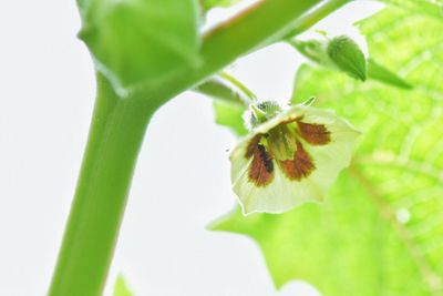 Close-up of insect on plant