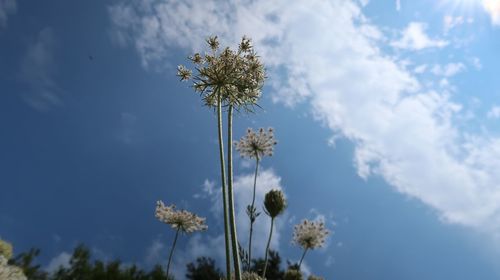 Low angle view of flowering plant against sky