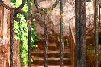 Close-up of rusty metal fence against trees