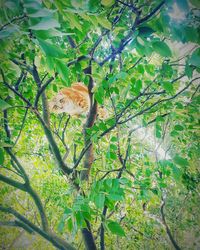 Tree by plants against trees