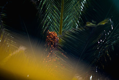 Close-up of palm tree leaves at night