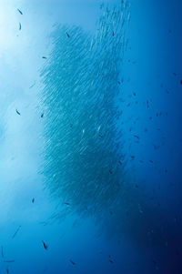 large group of animals