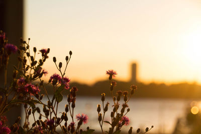 Close-up of flowers against blurred background