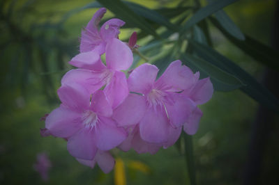 Close-up of pink flowers