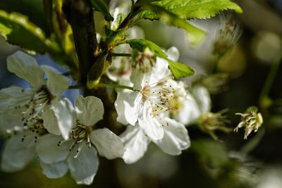 Close-up of insect on flower