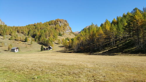 Trees on field against clear sky