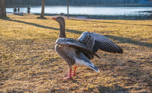 Bird on shore by lake