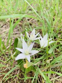 Close-up of white crocus flowers on field