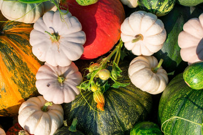 Many pumpkins of different varieties. autumn harvest of pumpkin. harvesting in the village.