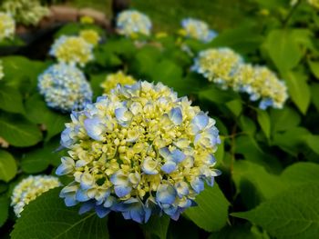 Close-up of flowering plant