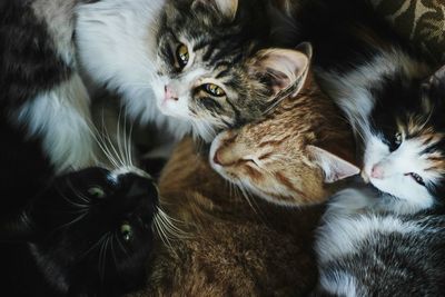 Close-up portrait of cats at home