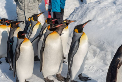 High angle view of penguins on snow covered land