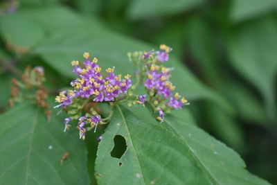 Close-up of purple flowering plant