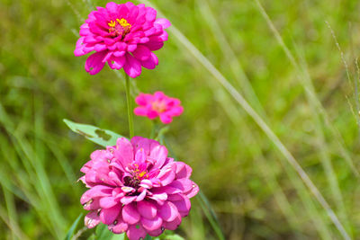 flowering plant