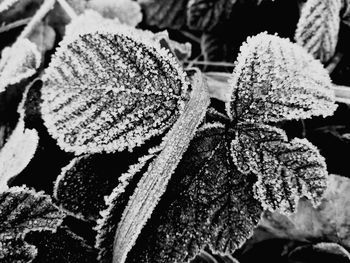 Close-up of frozen leaves during winter