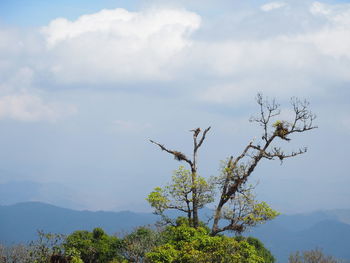 Tree against sky