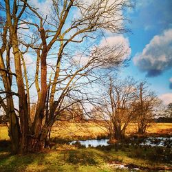 Bare trees on landscape