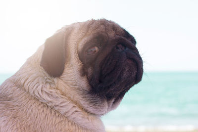 Sad pug dog sits on the beach and looks at the sea. pug relaxing and chilling out