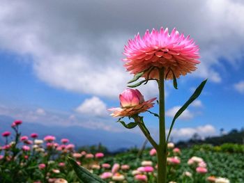 Close-up of pink flower against sky