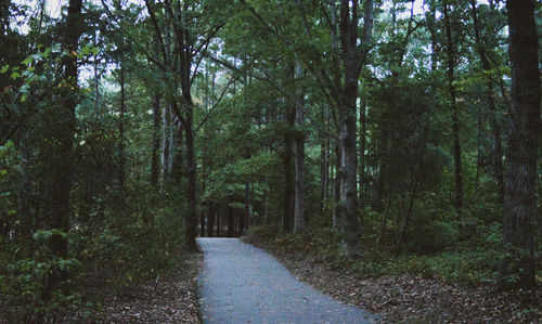 Road amidst trees in forest